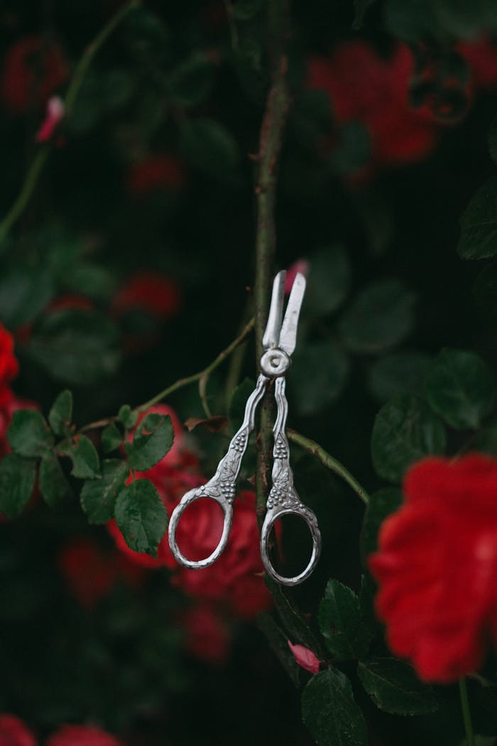 Antique scissors hanging among vibrant red roses in a lush garden setting.