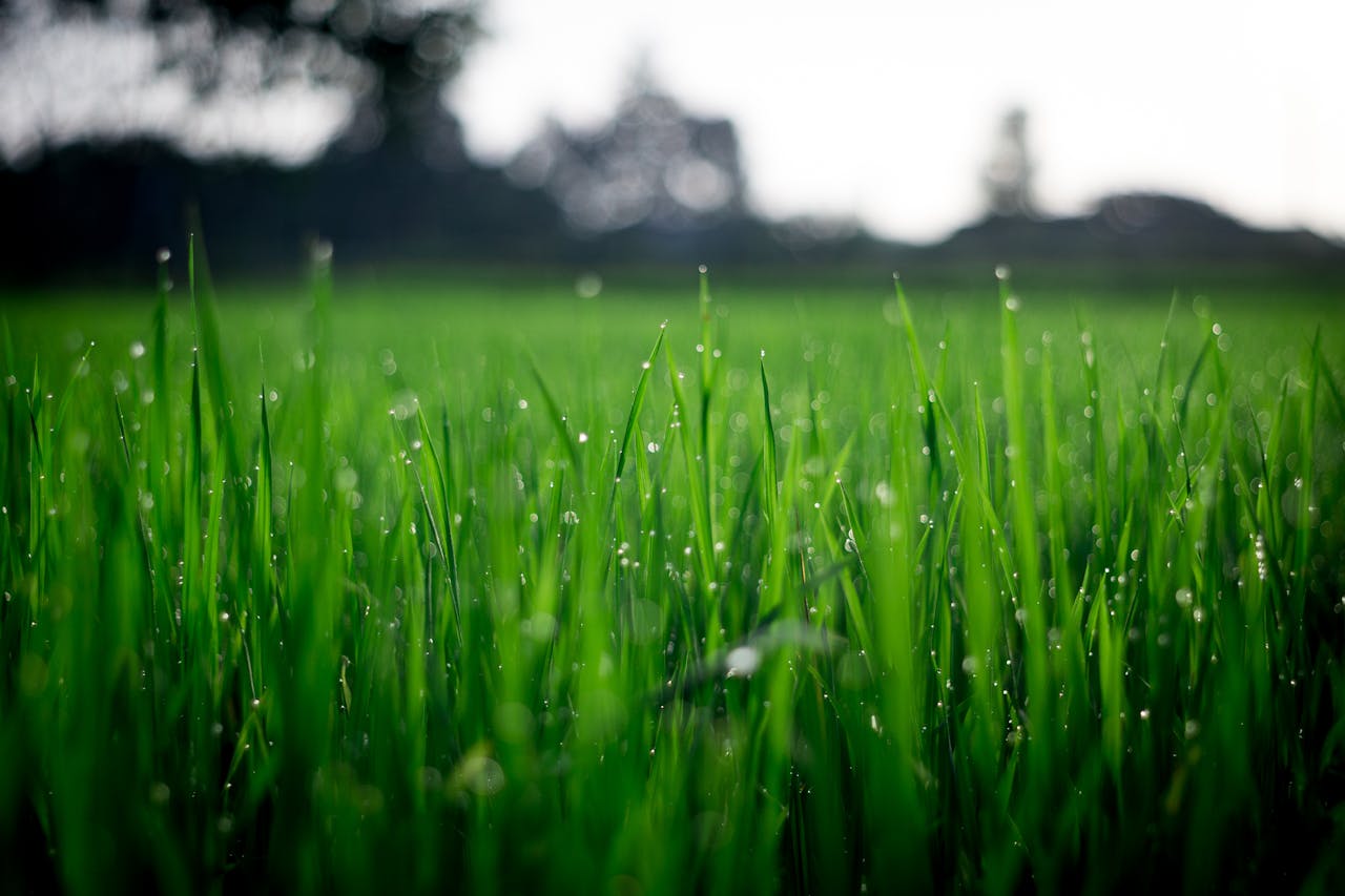 about-us Close-up of lush green grass covered with morning dew in a rural field.