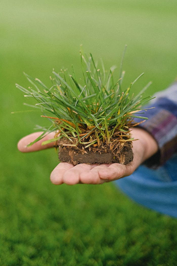 about-us A detailed close-up of hands holding a small patch of grass, showcasing nature and agriculture.